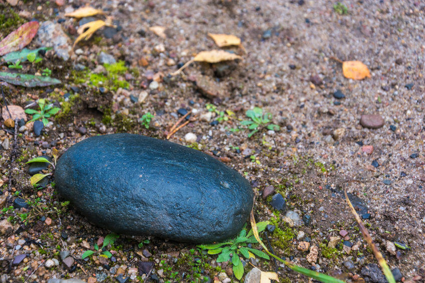 33789507 - smooth, shiny, oval stone cobbles lying on the ground.