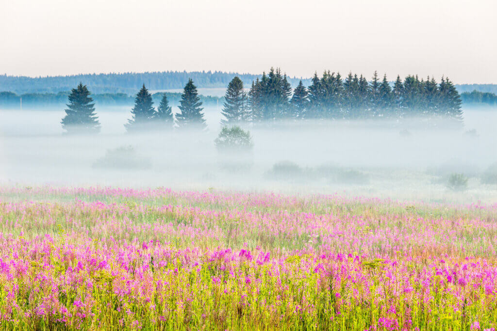 Flowers-field-and-spruces-2